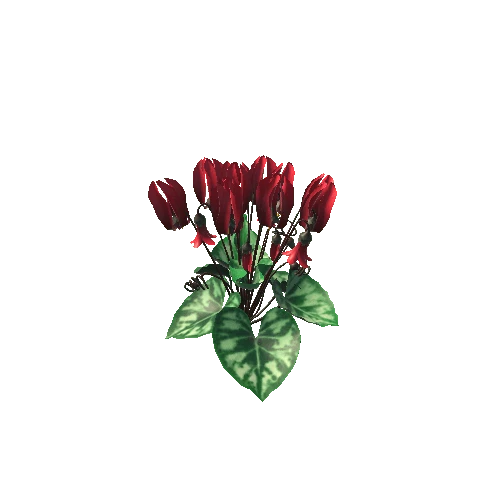 Flower Cyclacmen_Red